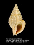 Nassaria coromandelica (4)